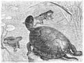 Die Gartenlaube (1884) b 732.jpg Die Sumpfschildkröte auf der Jagd Originalzeichnung von Emil Schmidt