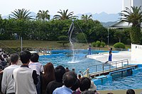 鯨魚博物館內的海豚表演