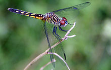 Dragonfly ran-177.jpg