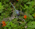 Dythemis nigrescens.jpg