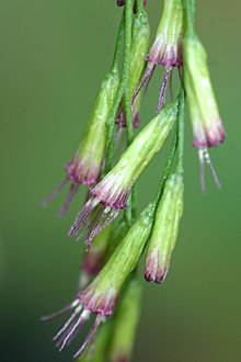 "Acanthostyles buniifolius"