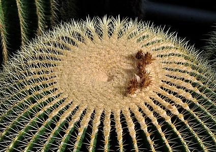 Echinocactus grusonii, врста кактуса ендемичног за подручје централног и источног Мексика. Ова врста достиже висину од преко једног метра и може да живи више од тридесет година. E. grusonii је угрожена врста кактуса и данас се, поред Мексика, може видети у разним ботаничким баштама широм света]]