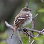 Least flycatcher