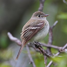 Empidonax minimus