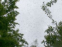 A swarm about to land Essaim d'abeilles en vol (modifiee).jpg