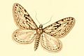 Имаго Eupithecia rosmarinata
