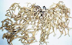 Evernia mesomorpha