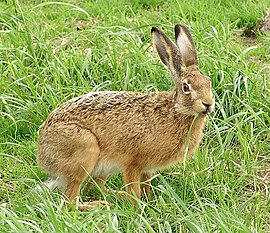 Lepus europaeus europaeus