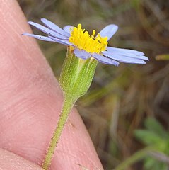 Lateral view head of subsp. stricta