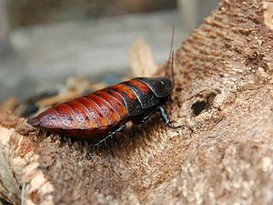 English: Juvenile, Madagascar hissing cockroac...