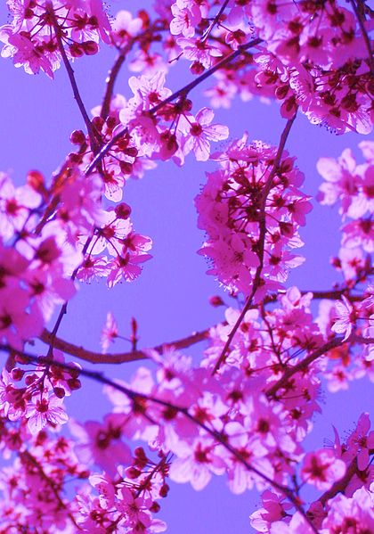 File:Free Colorful Spring Blossoms in Pink on Blue Sky.jpg
