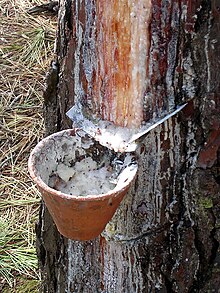 Photographie d'un secteur de tronc d'arbre à l'écorce localement incisée. De l'entaille s'écoule une sève blanchâtre, recueillie dans un pot en terre cuite.