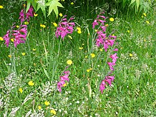 tætblomstret sabellilje (G. communis subsp. 
 byzantinus)