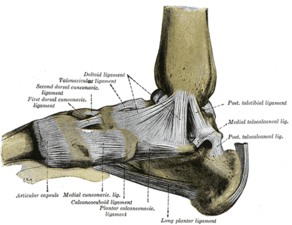 Illustration över ligamentum calcaneonaviculare som förbinder sustentaculum tali på calcaneus med os naviculare.