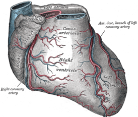 Сердце, артериальный конус находится в верхней части.
