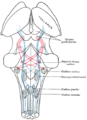 แผนภาพแสดงทางเดินของใยประสาทของเลมนิสคัส (lemniscus) โดยมีเดียล เลมนิสคัส (medial lemniscus) แสดงด้วยสีน้ำเงิน และแลเทอรัล เลมนิสคัส (lateral lemniscus) แสดงด้วยสีแดง