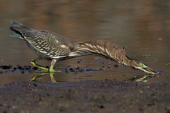 Green heron hunting in Commonwealth Lake Park in Beaverton, Oregon. By Appleconnor808.