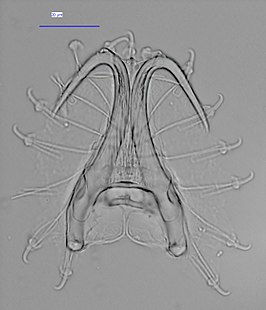 Gyrodactylus pterygialis