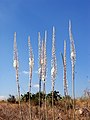 Plantes fleuries dans un champ