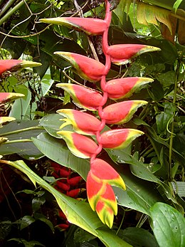 A Heliconia rostrata virágzata