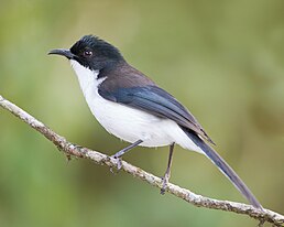 Black-headed sibia (Heterophasia desgodinsi)