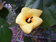 State Flower of Solomon Islands