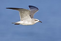 Laughing gull - natures pics.jpg