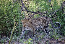 Stojící levhart natočený levým bokem s kresbou podobající se jaguáří kresbě – tedy s většími skvrnami někdy vyplněnými tečkou