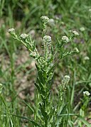 pieprzyca polna Lepidium campestre