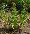 Lobelia polyphylla