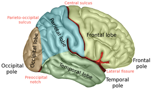 Lobi cerebri