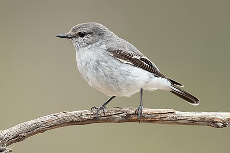 Hooded robin, female, by JJ Harrison