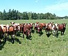 Milking shorthorns.JPG