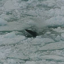 Φάλαινα μινκ της Ανταρκτικής (Balaenoptera bonaerensis), στη Θάλασσα Ρος, στην Ανταρκτική.