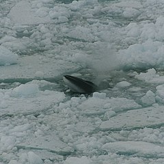 Description de l'image Minke whale in ross sea.jpg.
