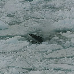 260px Minke whale in ross sea