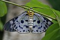 Blue Tiger Moth