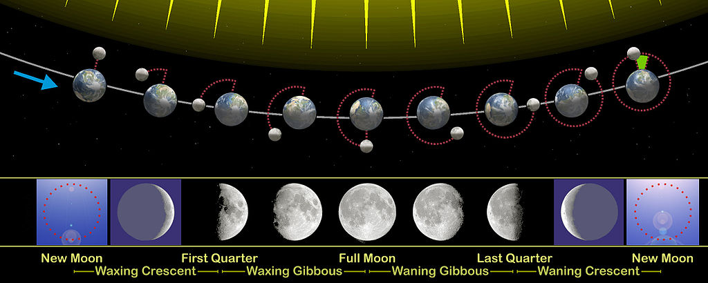 wikipedia Moon_phases_en.jpg
