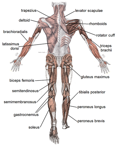 Muscles of the Body