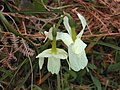 Narcissus triandrus capax