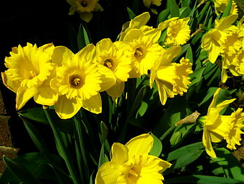 Picture of a Daffodill, scientifically referre...