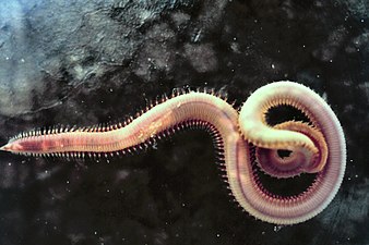 Bloodworms are typically found on the bottom of shallow marine waters.