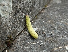 Chenille verte.