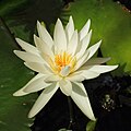 Nymphaea ampla-IMG 3478. jpg