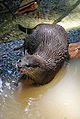 A playful otter