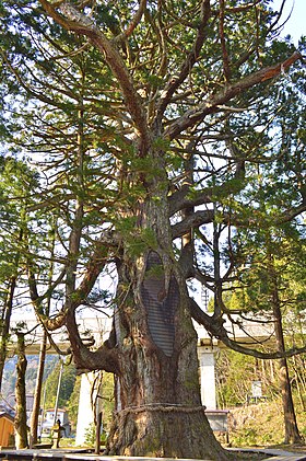 虫川の大杉