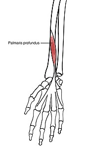 Miniatura para Músculo palmaris profundus