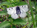 Parnassius mnemosyne tribul Parnassiini.