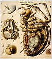 Araneus diadematus dissection