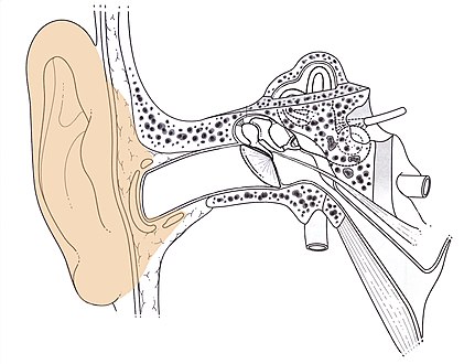 L'oreille externe : pavillon.